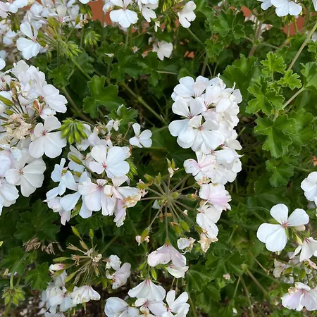 Bed & Breakfast Podere Vignalago