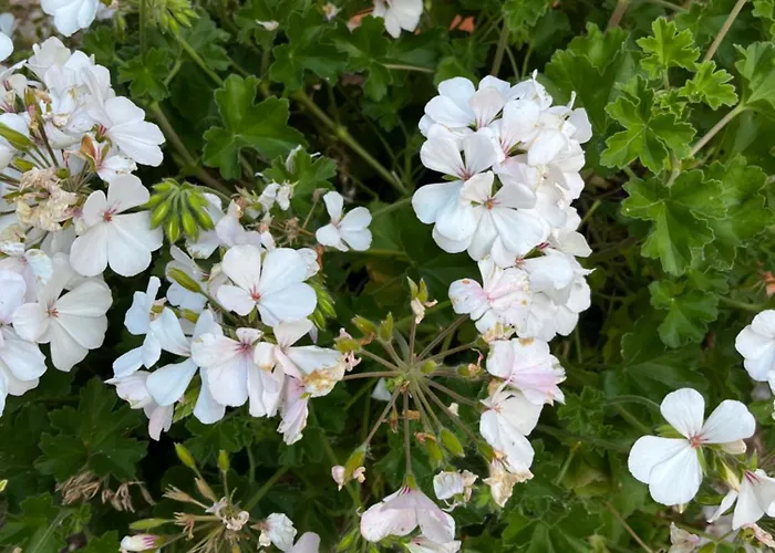 Bed & Breakfast Podere Vignalago